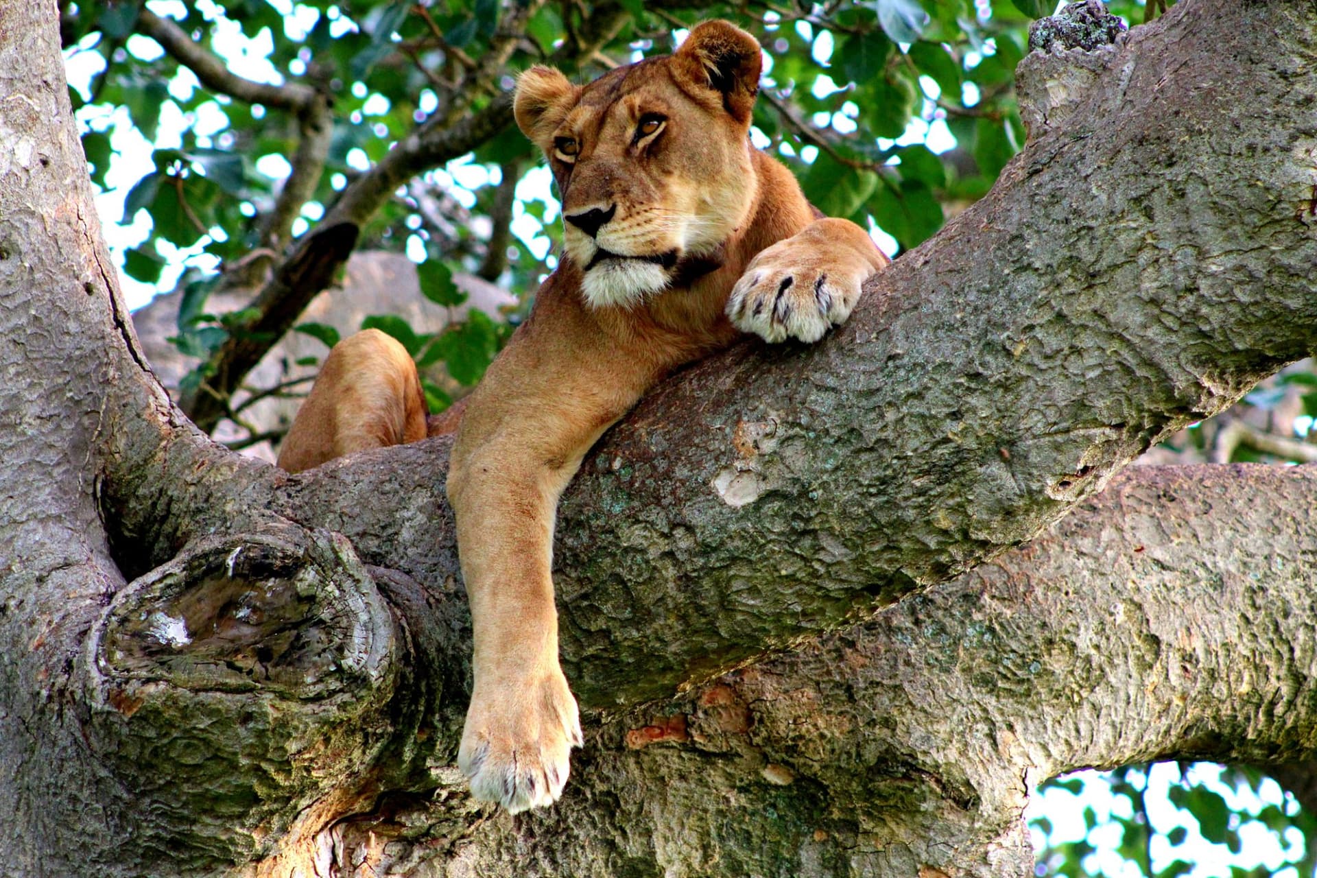 African Lion